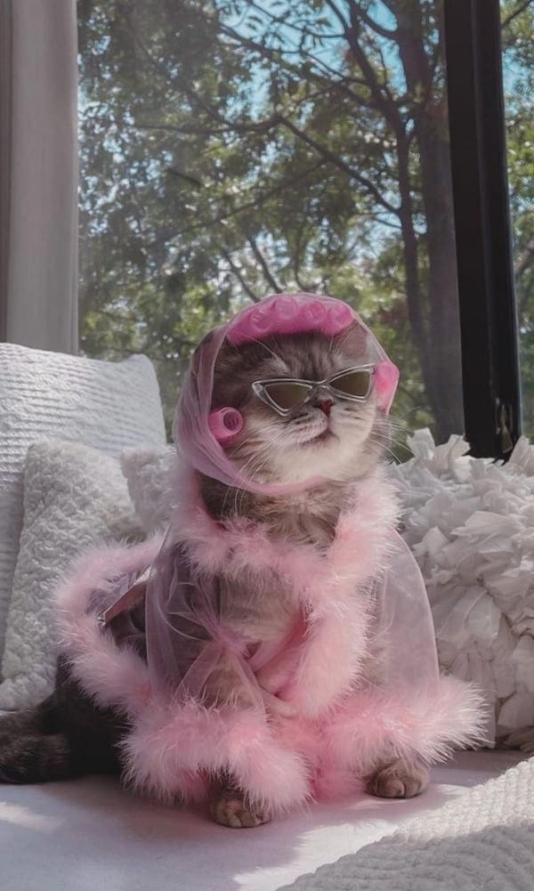 fashionable cat with stunning clothes