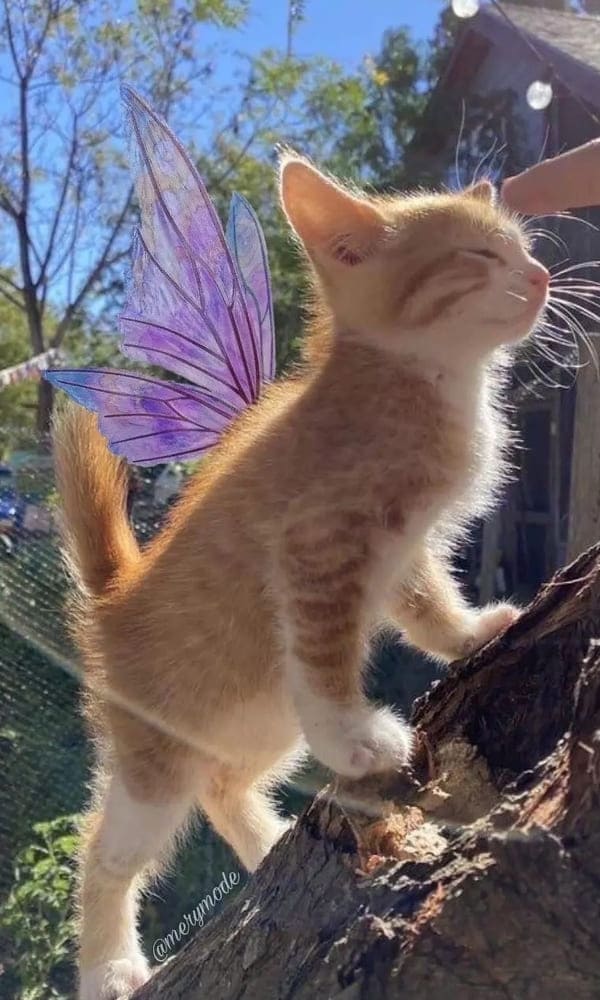 fairy cat with wings
