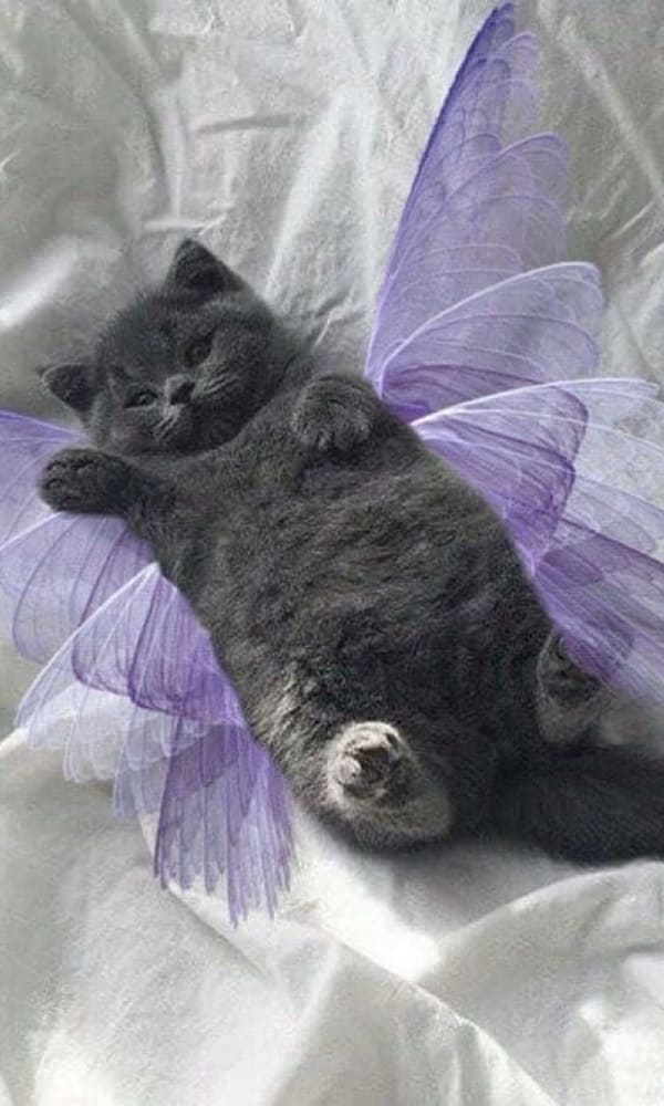fairy cat with wings