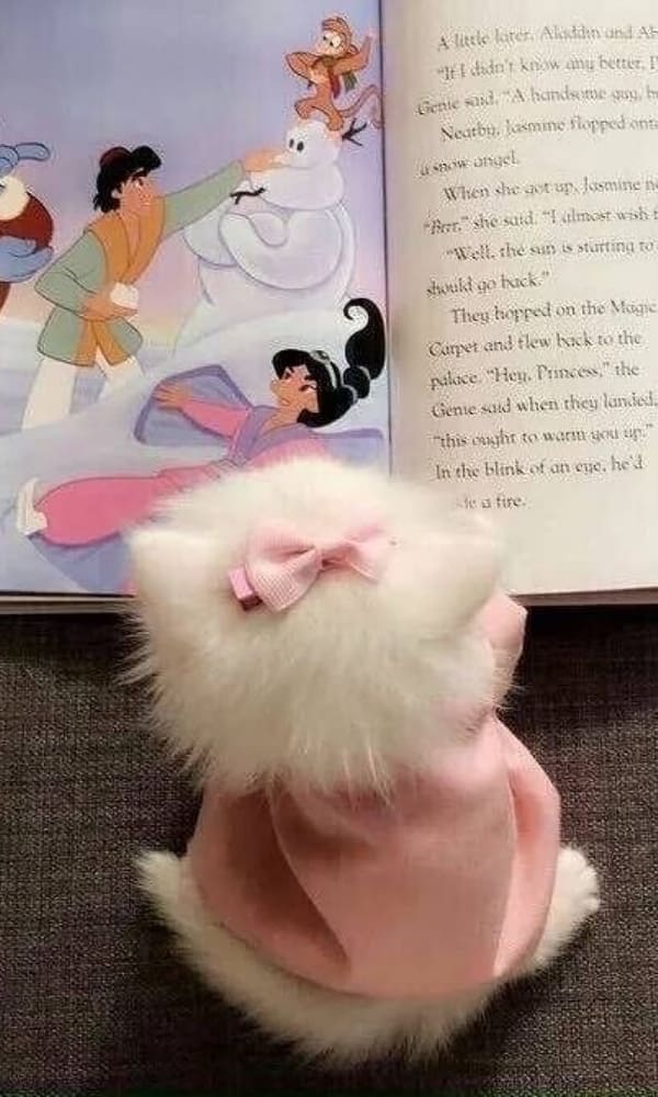 white cat with pink