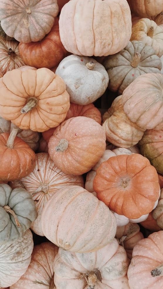 pumpkin wallpaper: abundant pumpkins