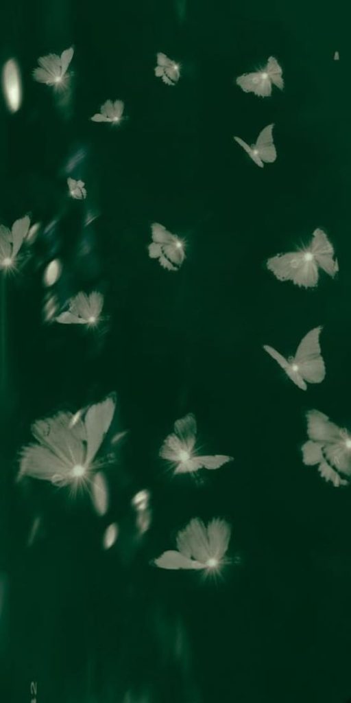 aesthetic butterfly image