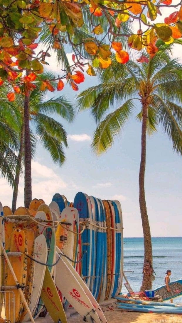 tropical wallpaper: Hawaii vibe